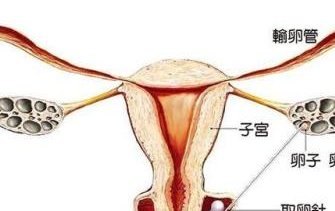 试管婴儿的孩子健康吗 和自然受孕的孩子有什么区别