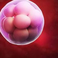 2026年上海第九医院孩子试管婴儿成功率高吗？