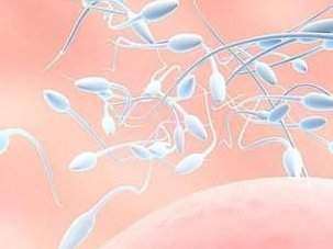 精子成活率15能试管吗